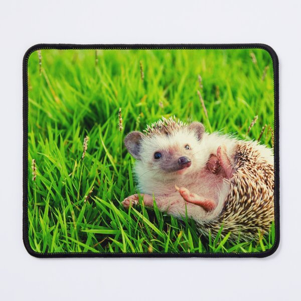 Item preview,  Hedgehog photo with high resolution quality designed and sold by Allyouneed-2.