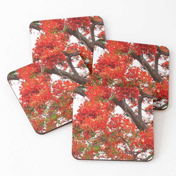 Item preview, royal poinciana, (Delonix regia), also called flamboyant tree or peacock tree designed and sold by rajeshbac.