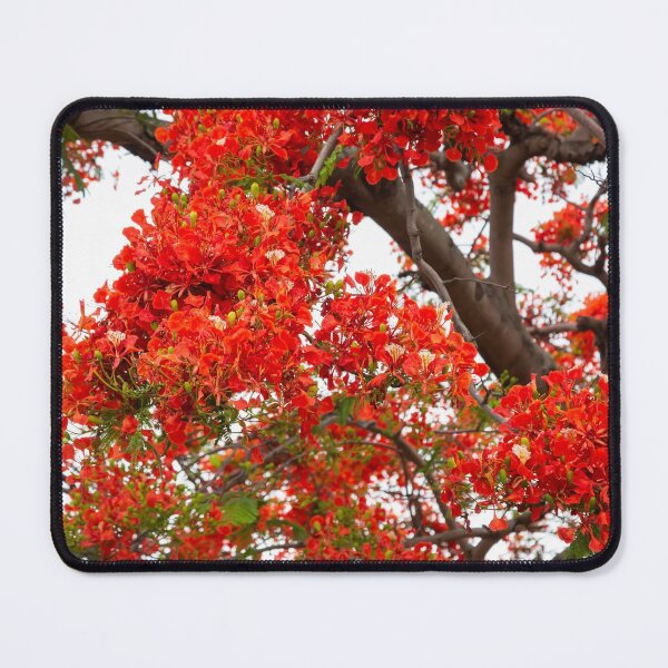 Item preview, royal poinciana, (Delonix regia), also called flamboyant tree or peacock tree designed and sold by rajeshbac.
