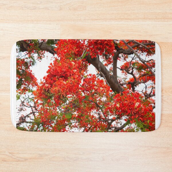 Item preview, royal poinciana, (Delonix regia), also called flamboyant tree or peacock tree designed and sold by rajeshbac.