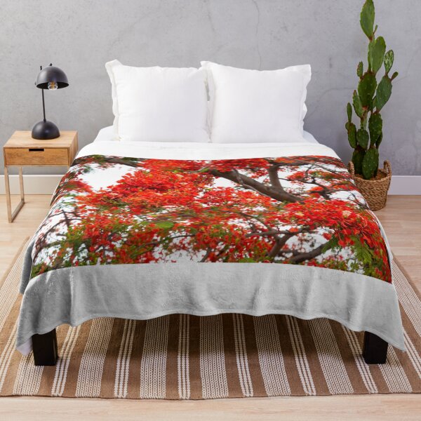 Item preview, royal poinciana, (Delonix regia), also called flamboyant tree or peacock tree designed and sold by rajeshbac.