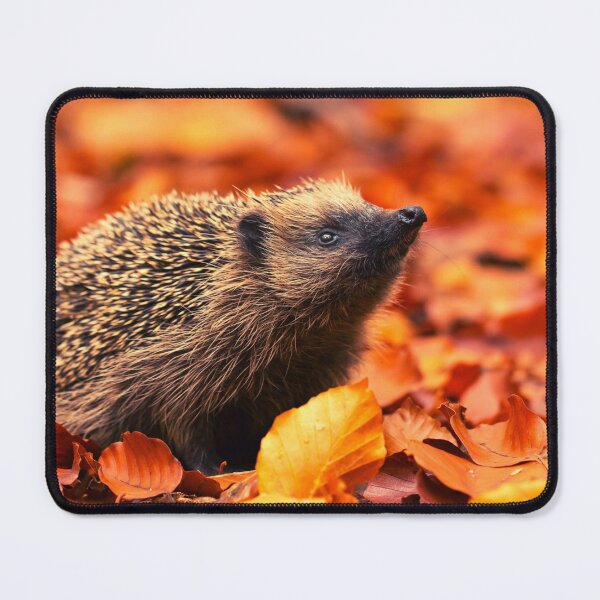 Item preview,  Hedgehog photo with high resolution quality designed and sold by Allyouneed-2.