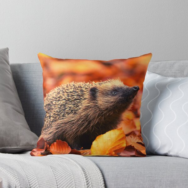 Item preview,  Hedgehog photo with high resolution quality designed and sold by Allyouneed-2.