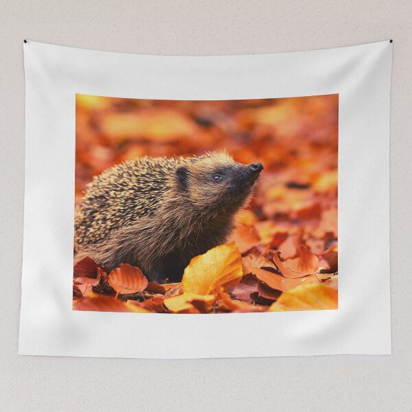 Item preview,  Hedgehog photo with high resolution quality designed and sold by Allyouneed-2.
