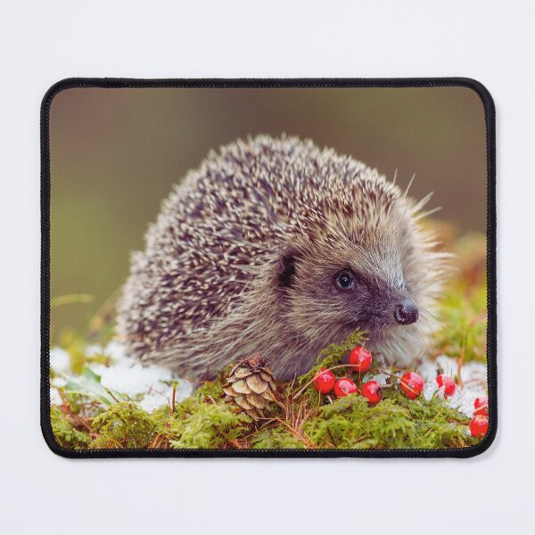 Item preview,  Hedgehog photo with high resolution quality designed and sold by Allyouneed-2.