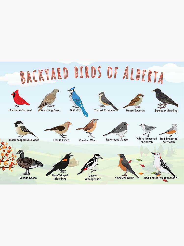 "Backyard Birds of Alberta " Poster for Sale by AndyMcBird Redbubble