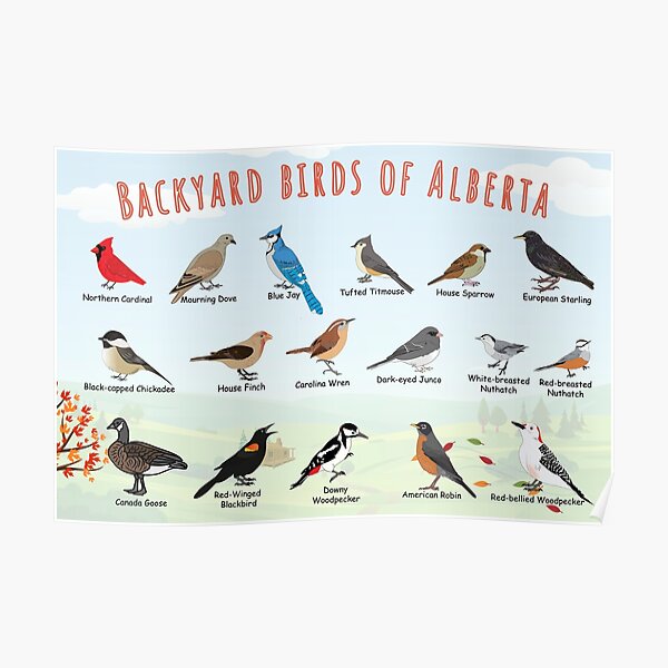 "Backyard Birds of Alberta " Poster for Sale by AndyMcBird Redbubble