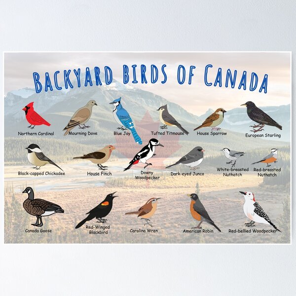 Backyard birds of Canada, mountain background. Poster
