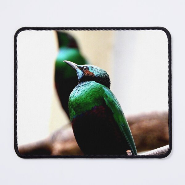 Item preview, A Pair of Emerald Starlings  designed and sold by Barnbk02.