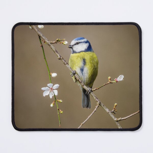 Item preview, Blue Tit on Blackthorn designed and sold by Alec Stewart.