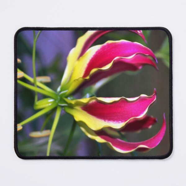 Item preview, Gloriosa lily designed and sold by B. Randi Bailey.