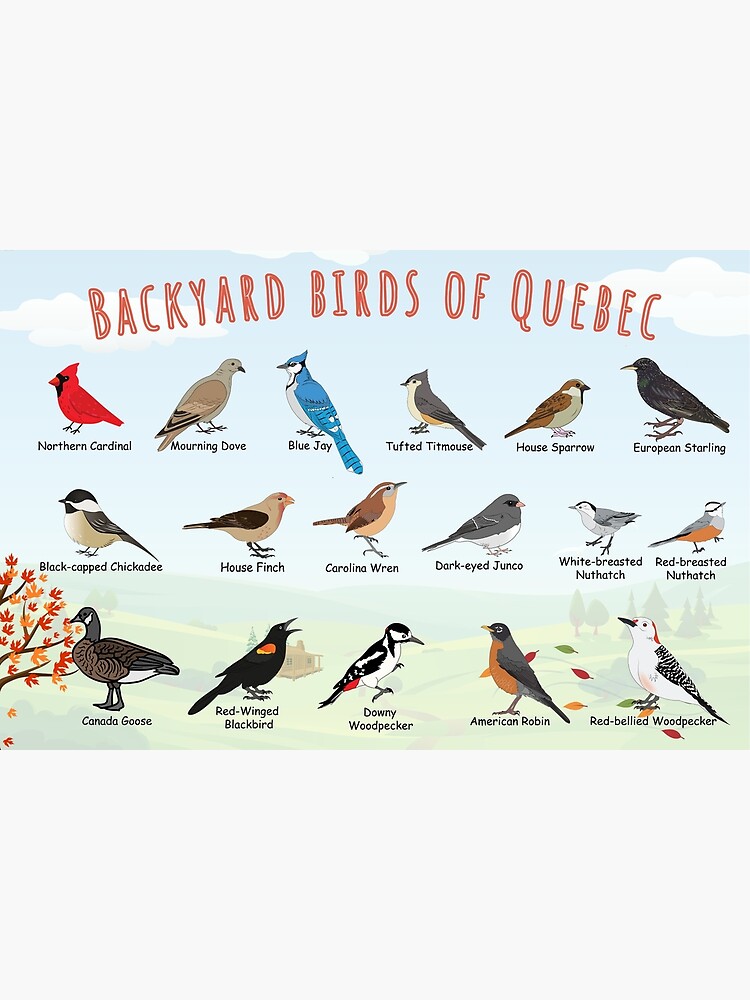 "Backyard birds of Quebec" Poster for Sale by AndyMcBird Redbubble