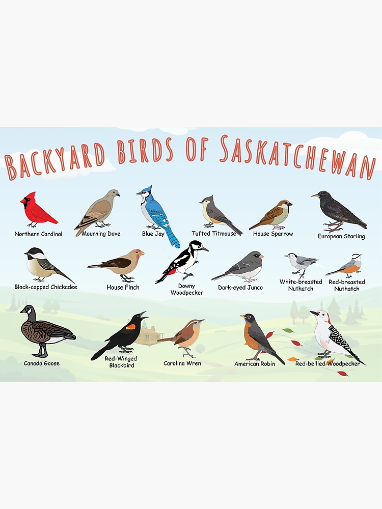 Thumbnail 3 of 3, Poster, Backyard birds of Saskatchewan. designed and sold by AndyMcBird.