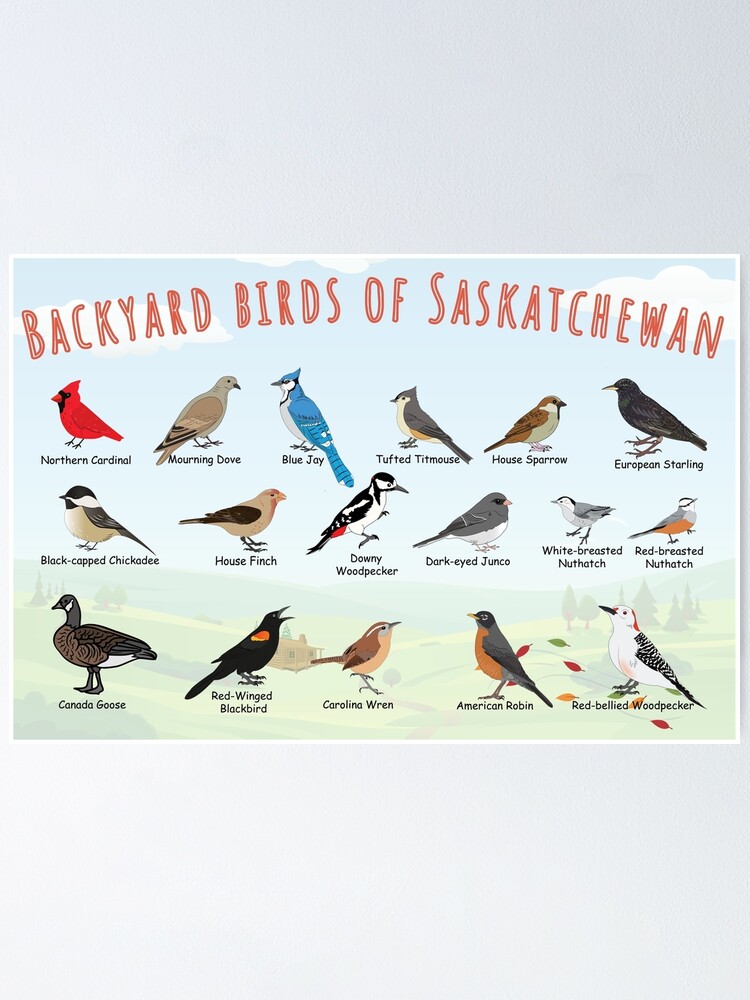Thumbnail 1 of 3, Poster, Backyard birds of Saskatchewan. designed and sold by AndyMcBird.
