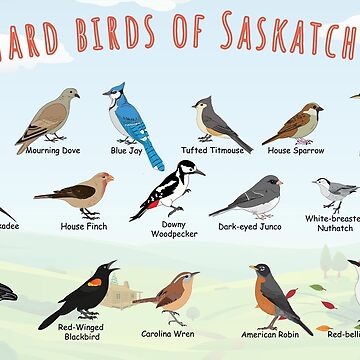 Artwork thumbnail, Backyard birds of Saskatchewan. by AndyMcBird