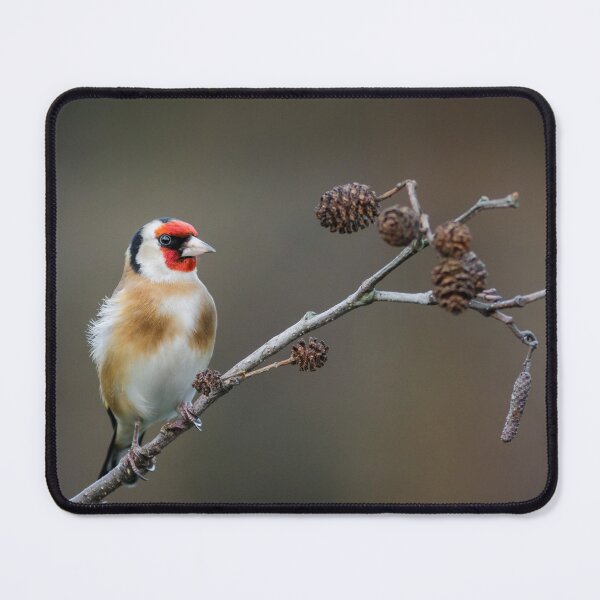 Item preview, Goldfinch designed and sold by Alec Stewart.