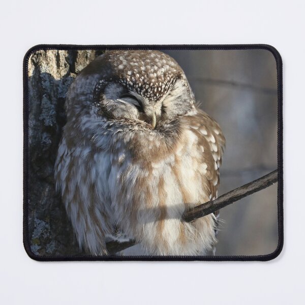 Item preview, Sleepy boreal with prey designed and sold by locustgirl.
