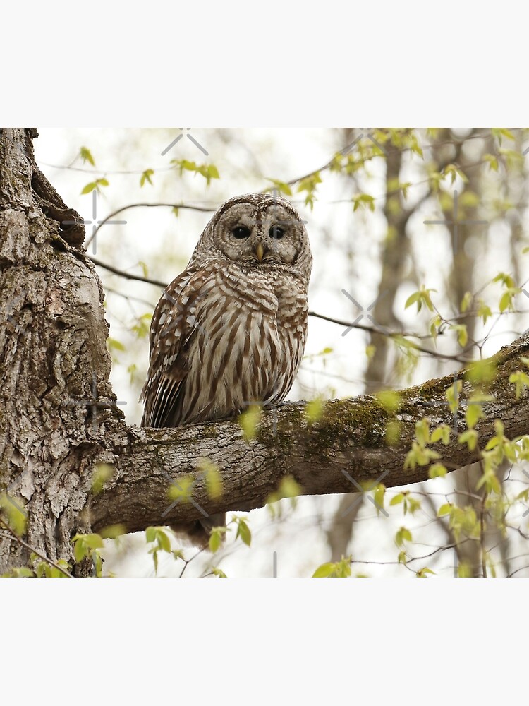 Beautiful barred owl by locustgirl