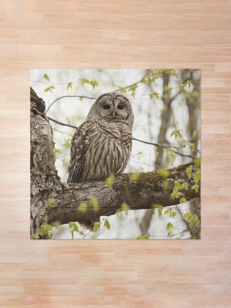 Alternate view of Beautiful barred owl Comforter