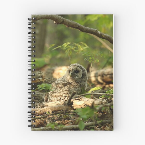 Item preview, Baby barred owlet on forest floor designed and sold by locustgirl.