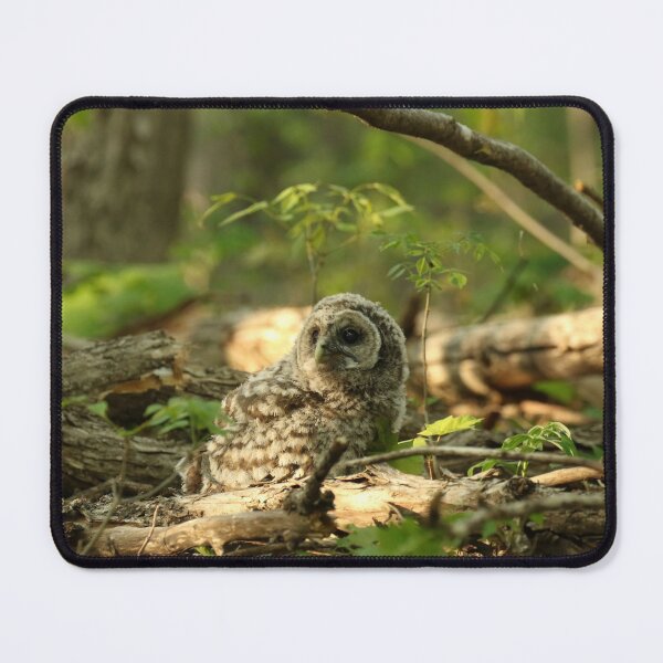 Item preview, Baby barred owlet on forest floor designed and sold by locustgirl.