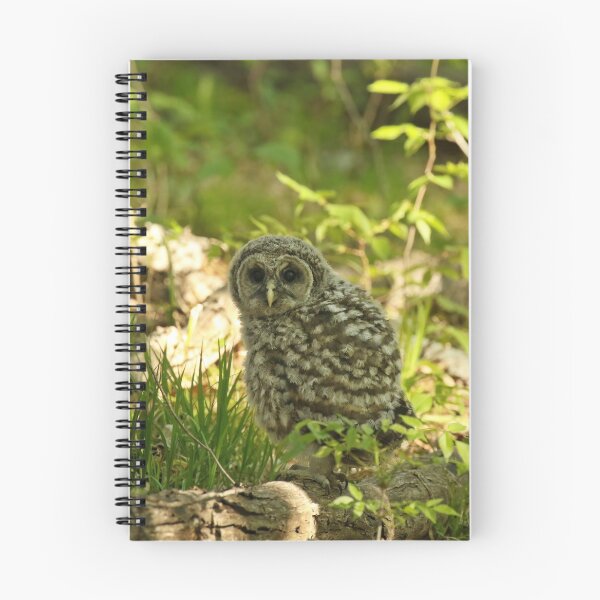 Item preview, Baby barred owl first time on earth designed and sold by locustgirl.