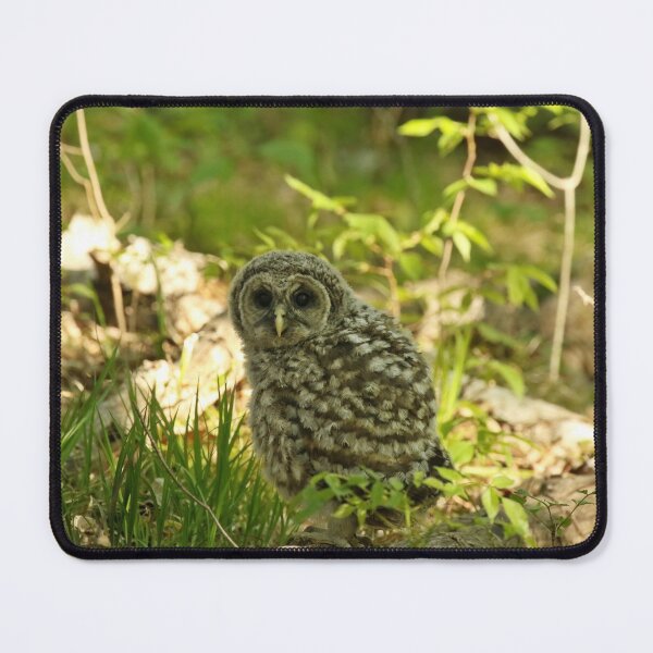 Item preview, Baby barred owl first time on earth designed and sold by locustgirl.