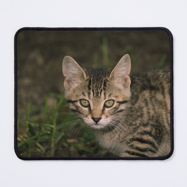 Item preview, barn kitten designed and sold by sylvrn.