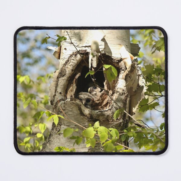 Item preview, 2 barred owl babies in the nest designed and sold by locustgirl.