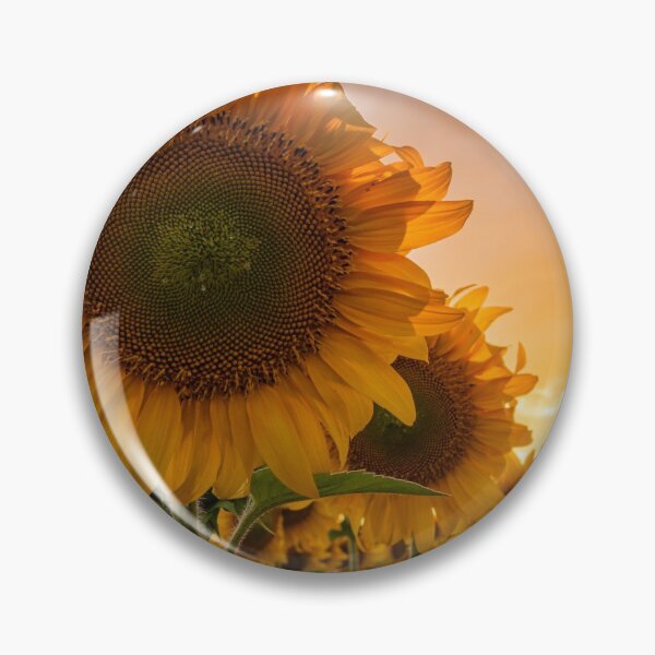 Item preview, Sunflowers field in sunrise, beautiful sunflower and sky designed and sold by briliantbg.