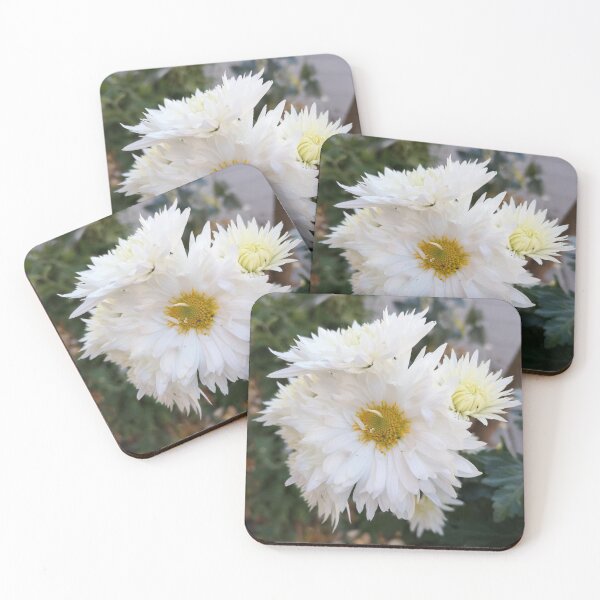 Item preview, White chrysanthemum, beautiful white blooms designed and sold by briliantbg.