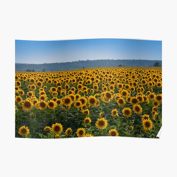 Sunflowers Poster
