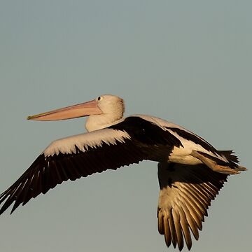 Artwork thumbnail, Fly by byronbackyard