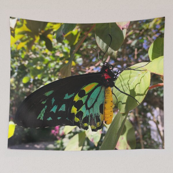 Item preview, Butterfly World Florida (3) designed and sold by CncptulCaptures.