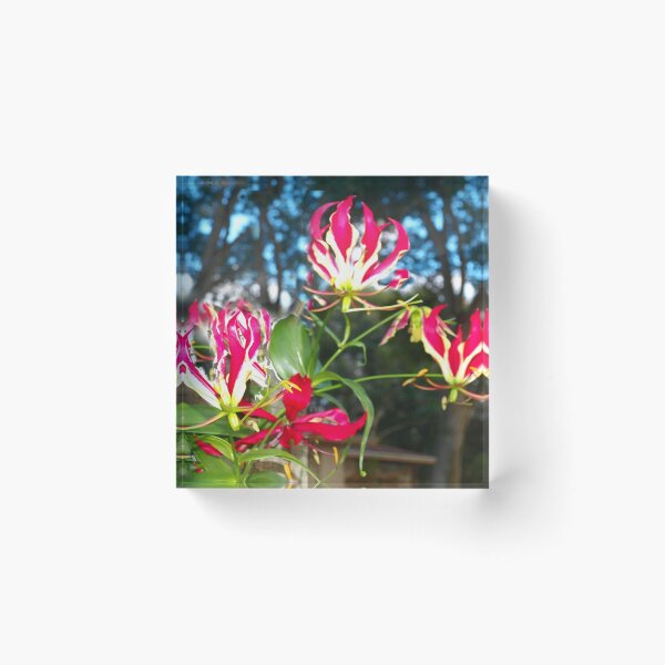 Item preview, Gloriosa lilies against a fence designed and sold by B. Randi Bailey.