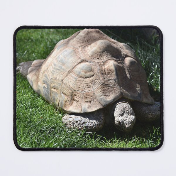 Item preview, Tortoise designed and sold by Kathleen Brant.