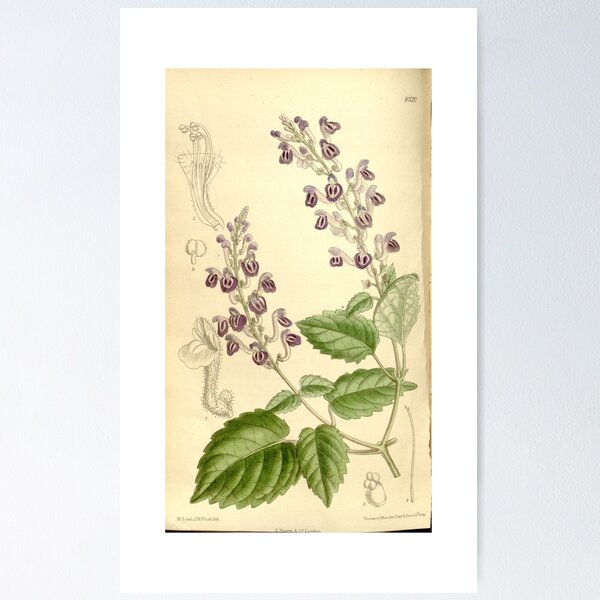 Item preview, Scutellaria violacea 136 8320 designed and sold by EsotericBotanic.