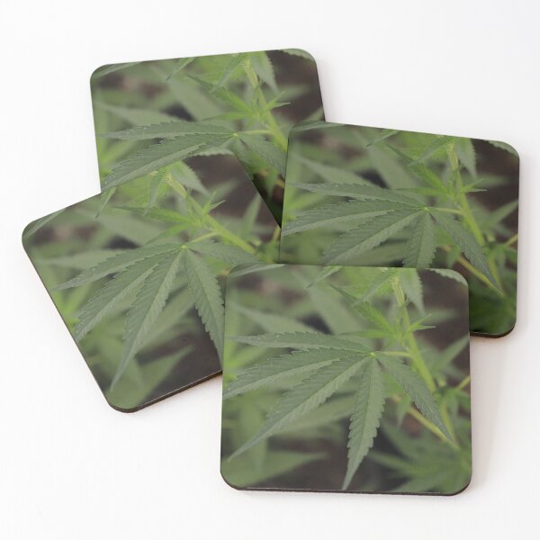 Item preview, Hojas de cáñamo, Cannabis medicinal, Hoja de marihuana, Indica, Sativa designed and sold by IMPHives.