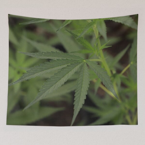 Artikelvorschau, Hanfblätter, medizinisches Cannabis, Marihuanablatt, Indica, Sativa entworfen und verkauft von IMPHives.