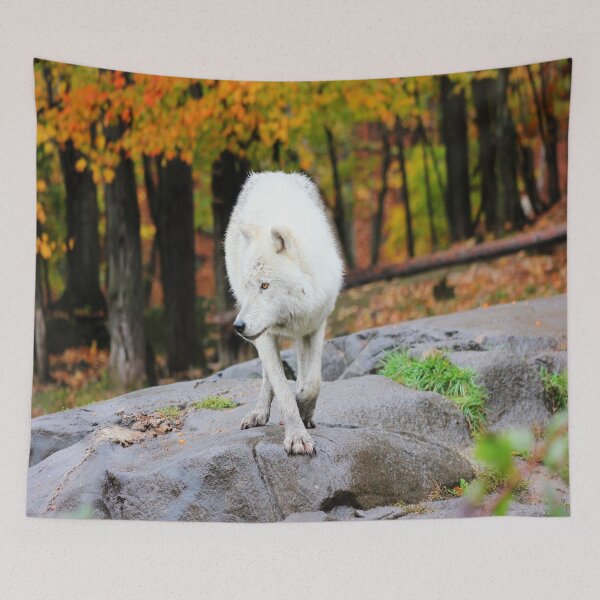 Item preview, On The Prowl designed and sold by Vicki Spindler (VHS Photography).