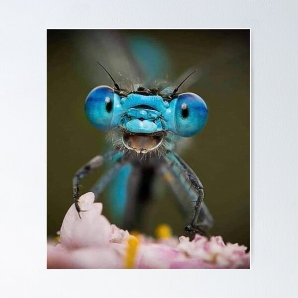 Item preview, Close up of Dragonfly. Macro Photography designed and sold by Maddie4Real.