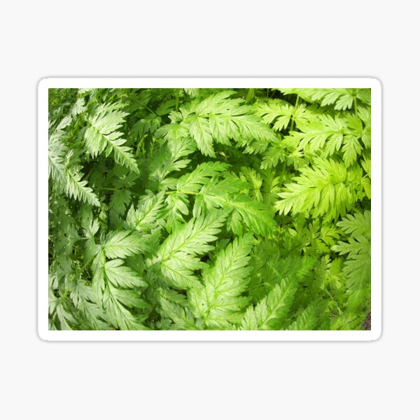 Plant Aegopodium Podagraria Sticker