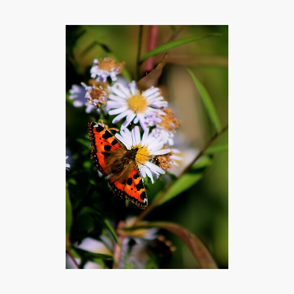 Red Admiral Photographic Print