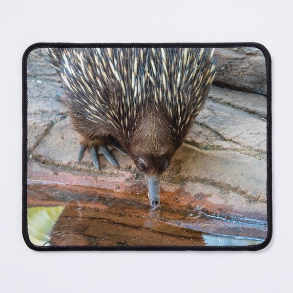 Item preview, Echidna Enjoying A Cool Drink designed and sold by Andrew Goodall.