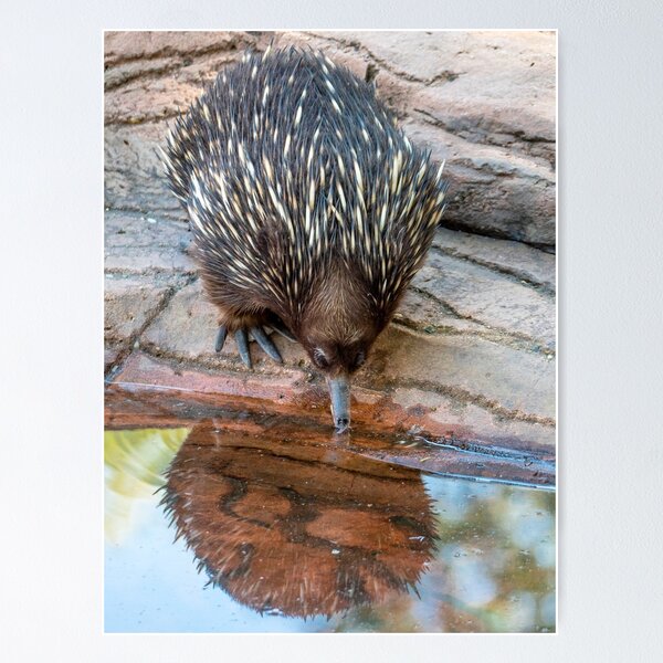 Item preview, Echidna bei einem kühlen Drink designed and sold by Andrew Goodall.