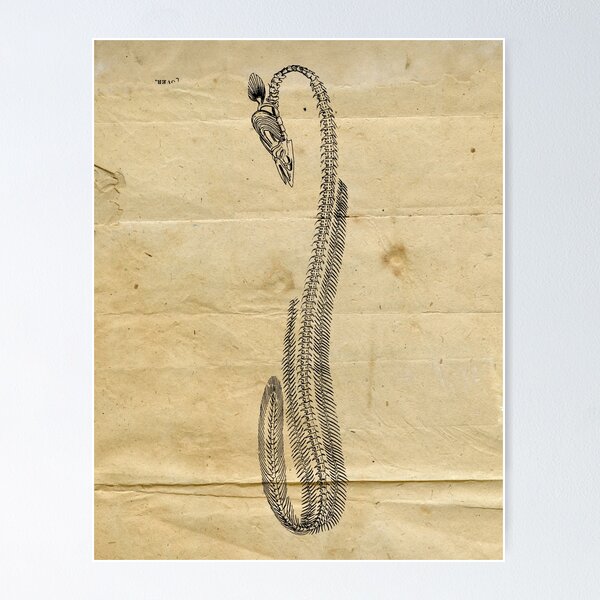 Item preview, Eel Fish Vintage Black and White Illustration | Ocean Wildlife Animal Fish designed and sold by Pastouch.