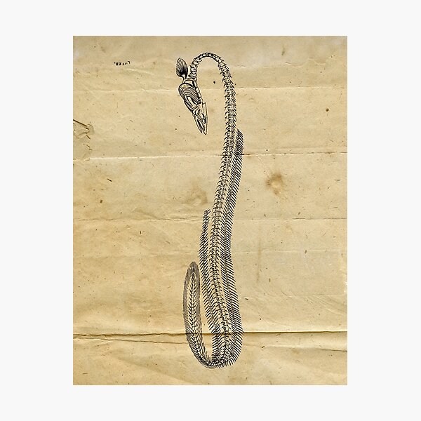 Item preview, Eel Fish Vintage Black and White Illustration | Ocean Wildlife Animal Fish designed and sold by Pastouch.
