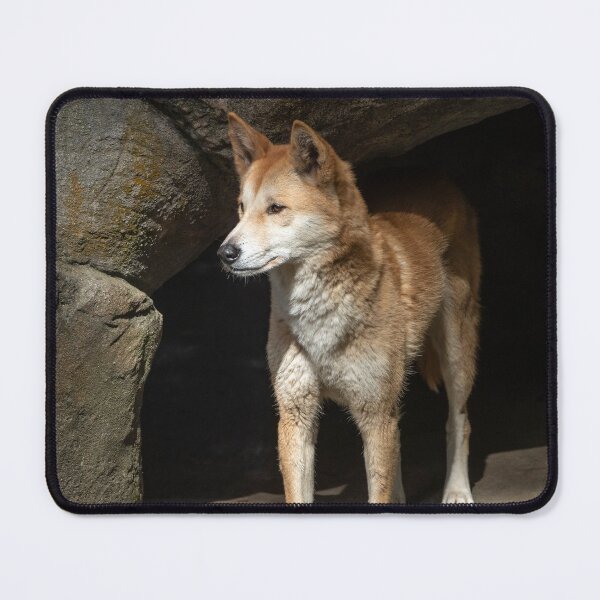 Item preview, Dingo: Australian Native Dog designed and sold by Andrew Goodall.