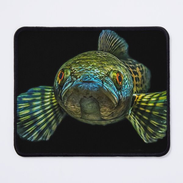Item preview, Goldspot Snakehead - Channa aurantimaculata designed and sold by AquariumLutter.