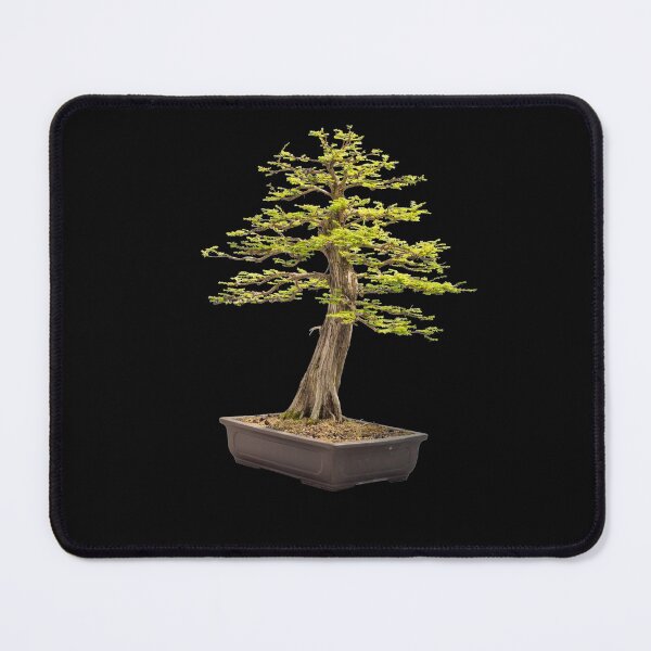 Item preview, Formal upright, Chokkan Bonsai Tree designed and sold by Click-Like.